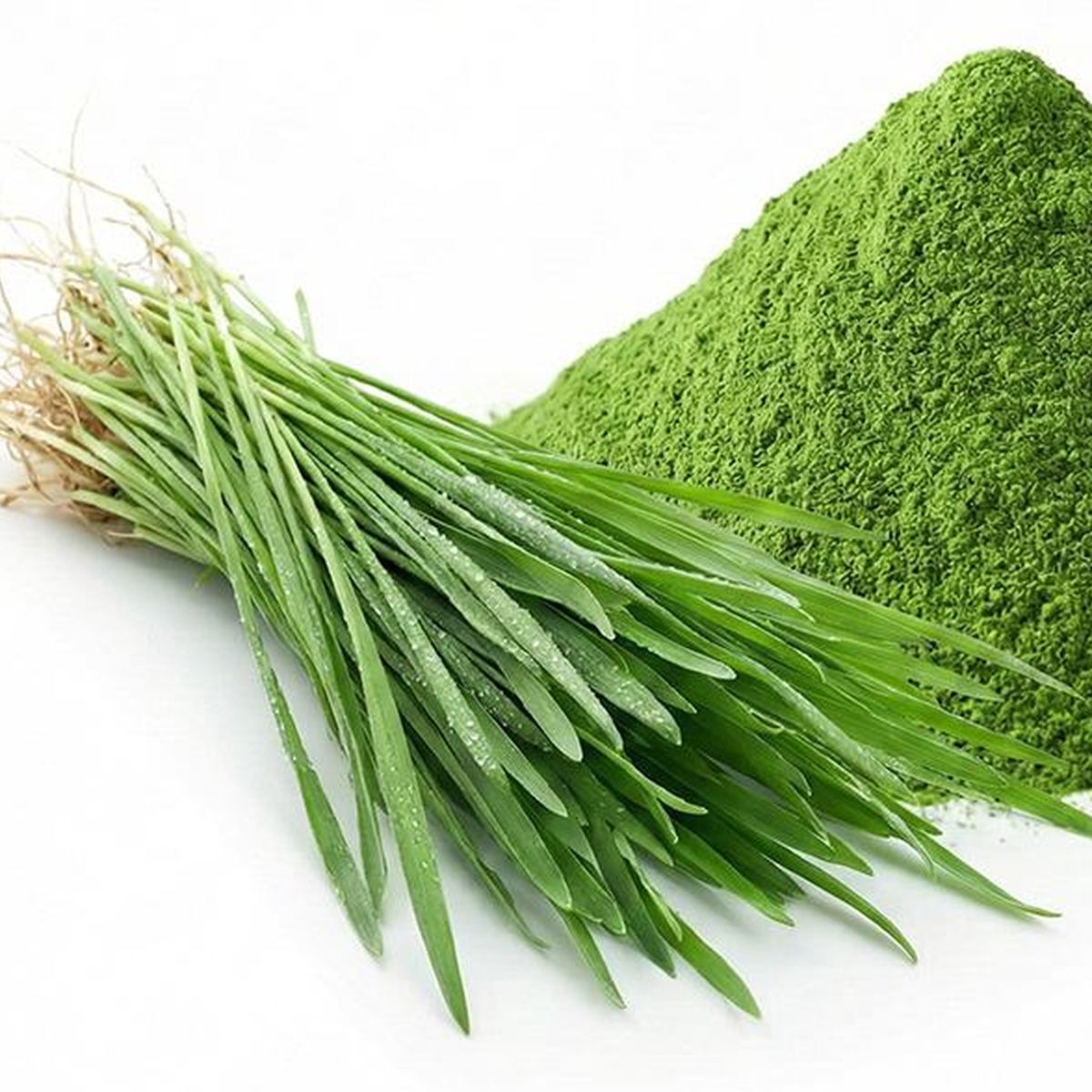 Oat Grass Powder for Bulk Ingredient Sourcing product detail image 3