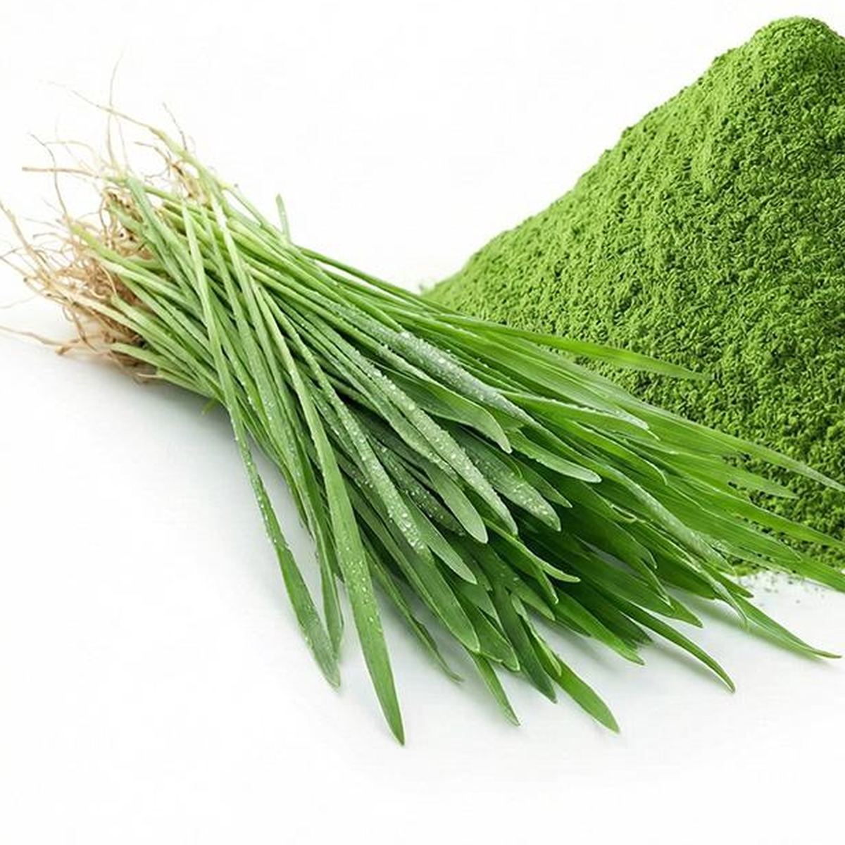 Oat Grass Powder for Bulk Ingredient Sourcing product detail image 4