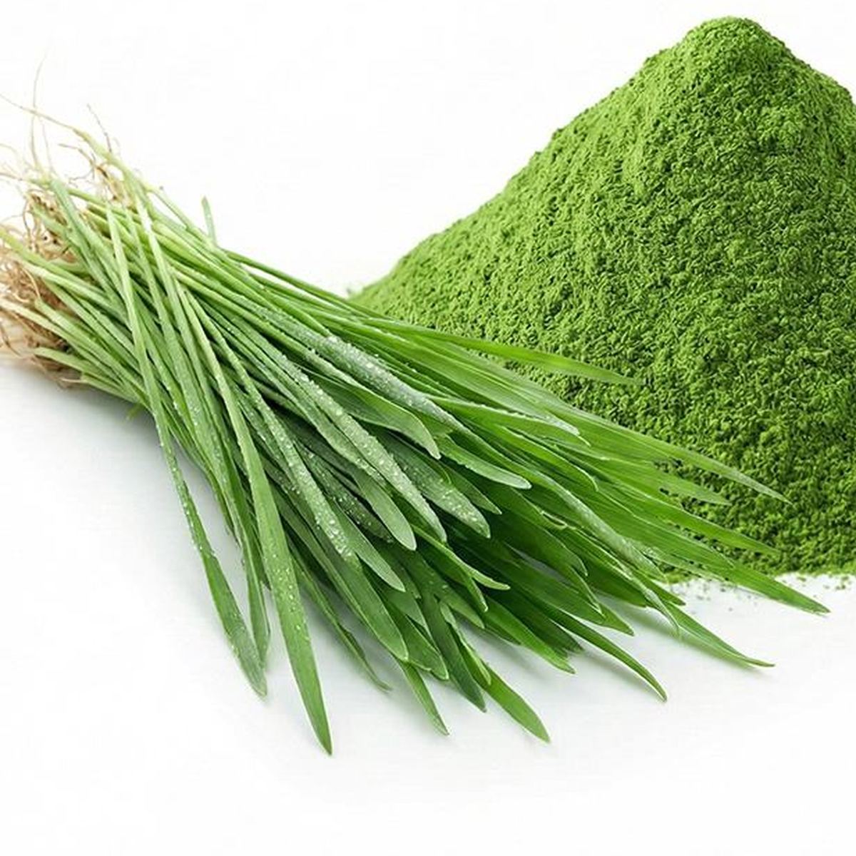 Oat Grass Powder for Bulk Ingredient Sourcing product detail image 5