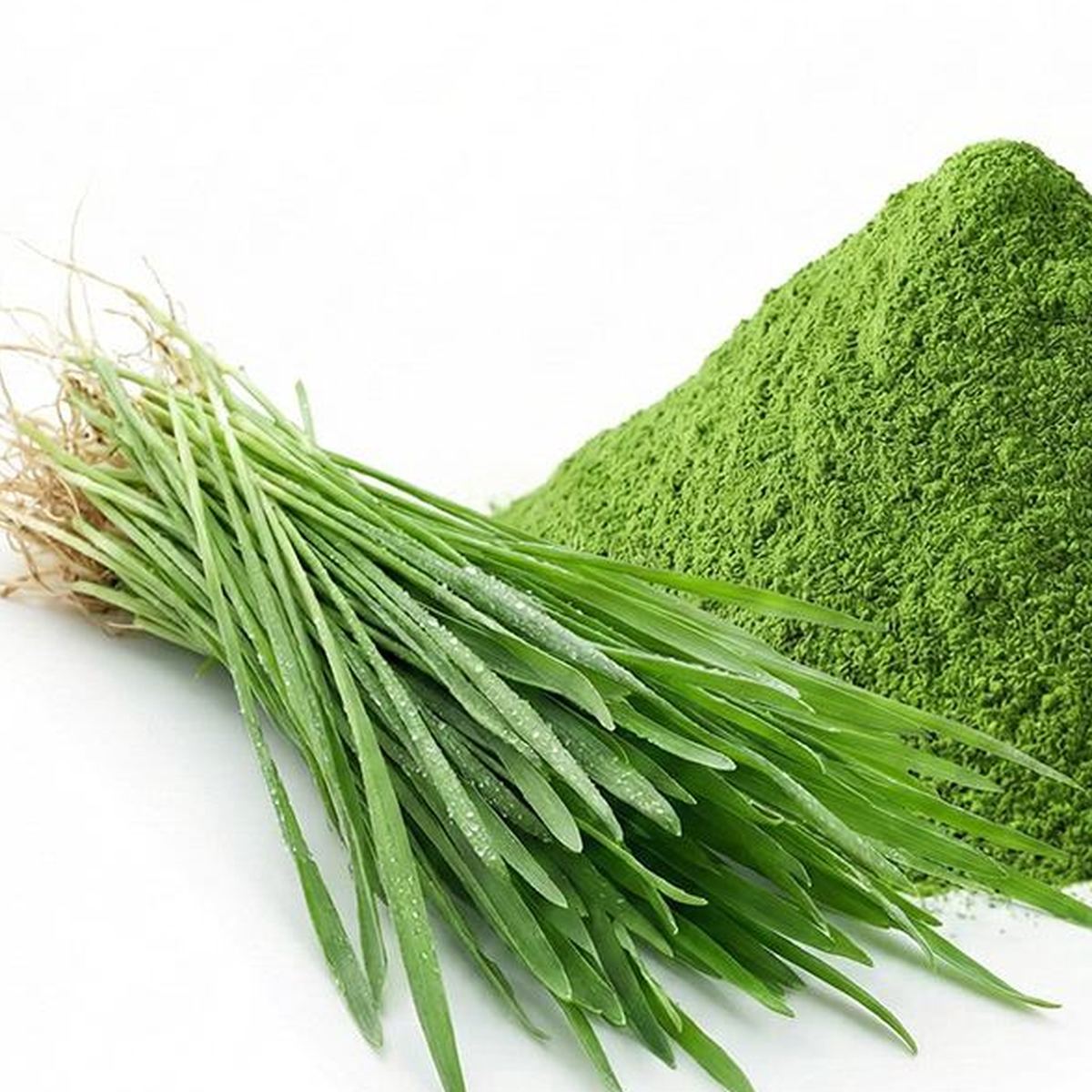 Oat Grass Powder for Bulk Ingredient Sourcing product detail image 6