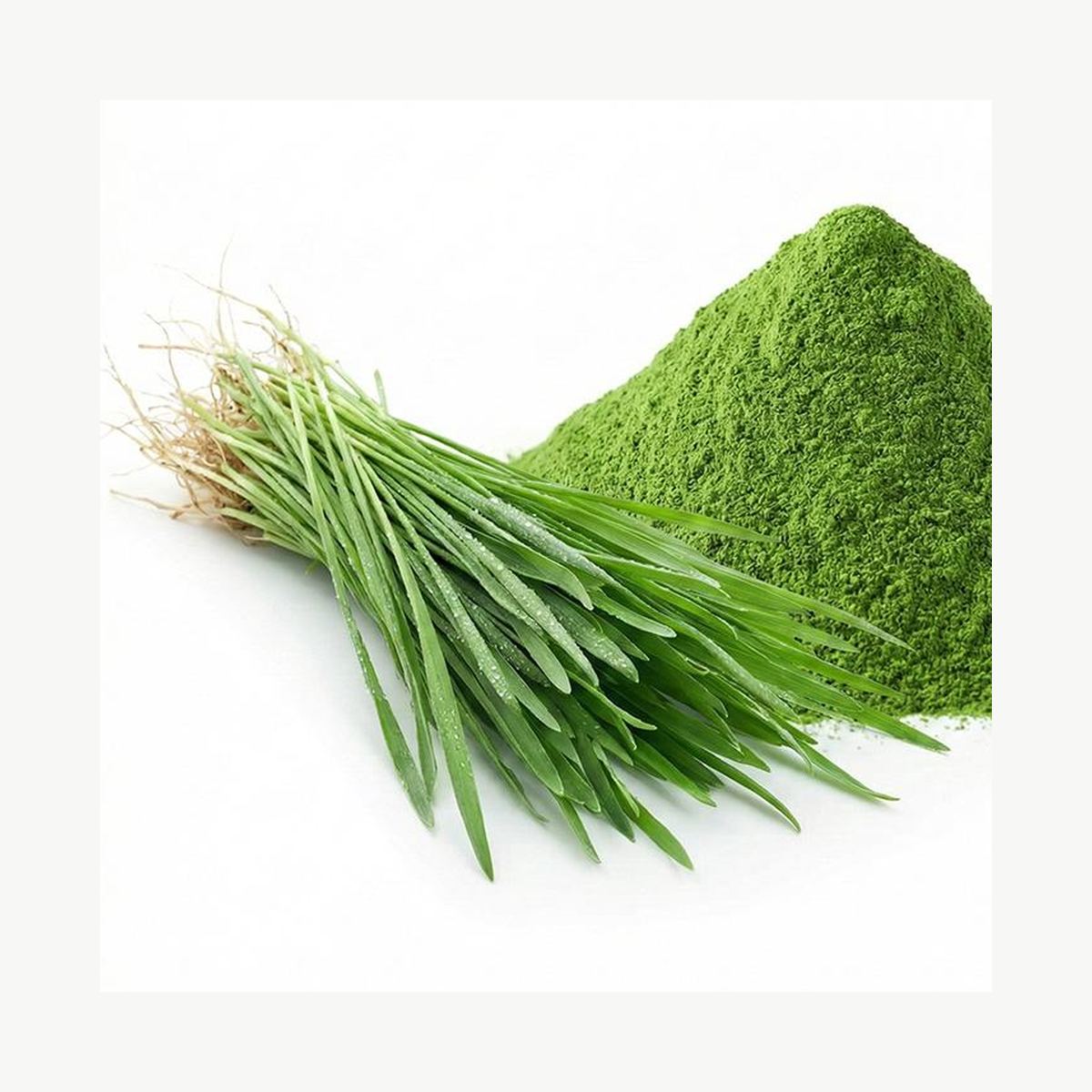 Oat Grass Powder for Bulk Ingredient Sourcing product detail image 7