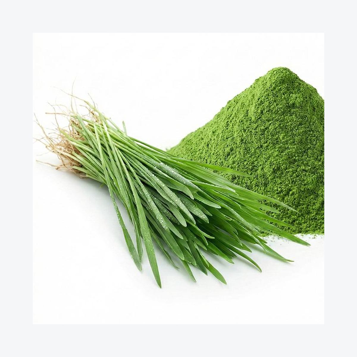 Oat Grass Powder for Bulk Ingredient Sourcing product detail image 8