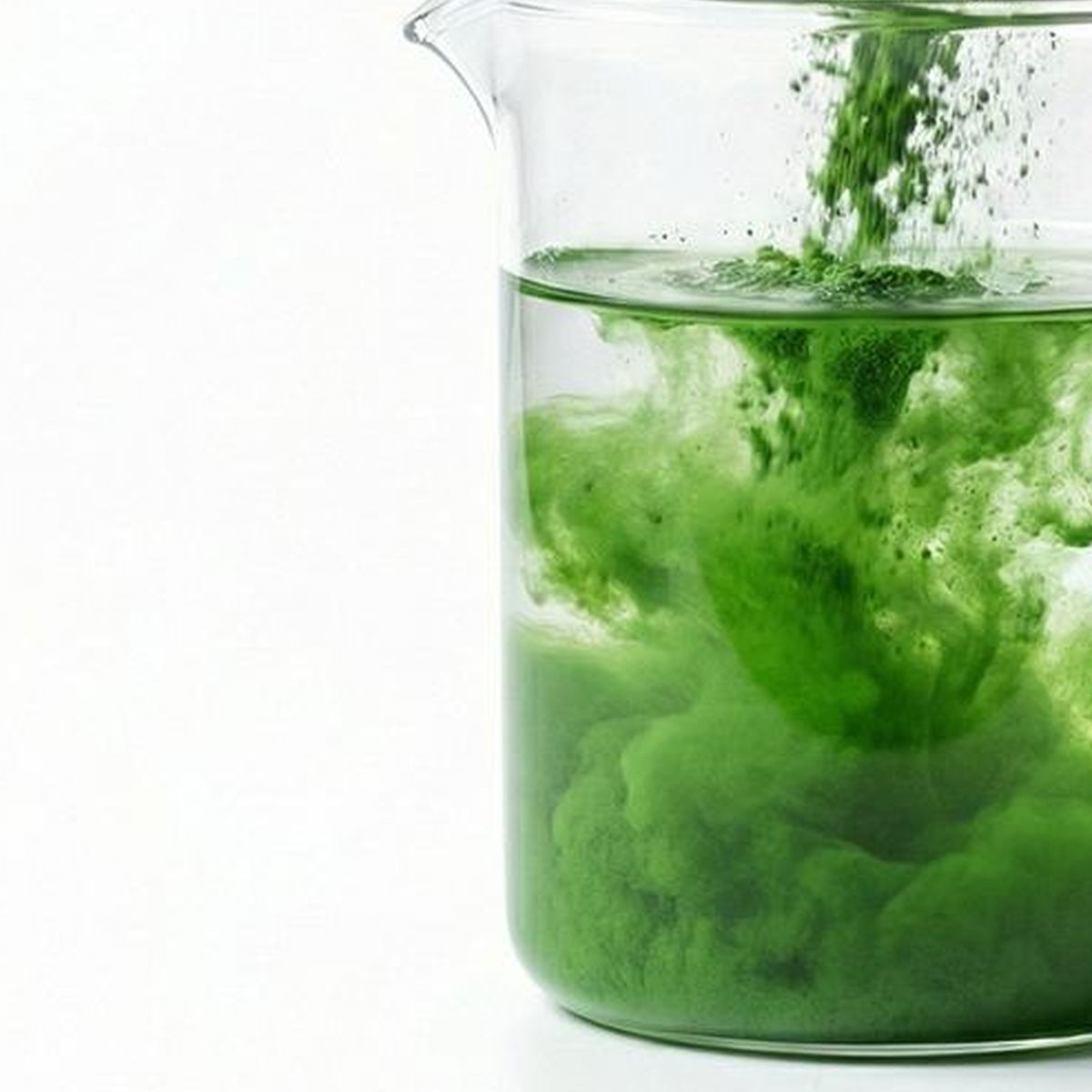 Kale Powder for Bulk Ingredient Sourcing product detail image 4
